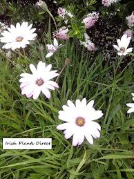 Pin On Flowering Perennials
