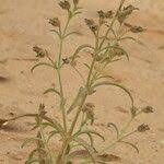 Image result for Vahlia digyna