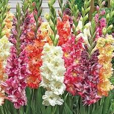 Euroflorist offers the right flower bouquet for every occasion: Parrot Gladiolia Mix Gladiolus Plants Flower Arrangements