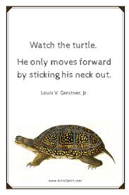 A Traveling Turtle Story Jacqueline Lasahn Turtle Quotes Meant To Be Quotes Reptile Quote