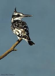 Small Wild Birds Of South Africa Pied Kingfisher Ceryle Rudis Beautiful Birds South African Birds Pet Birds