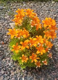 Plant Id Some Sort Of Lily Anyone Know Which Gardening Garden Diy Home Flowers Roses Nature Landscaping Horticulture Plants Horticulture Lily