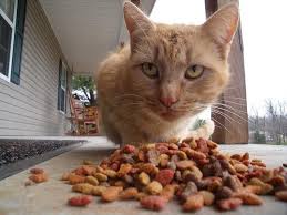 Dairede Neredeyse Vahsi Bir Kedi Yakalamak Faydali Bilgiler 2020