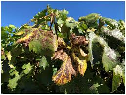 Image result for Grapevine leafroll virus