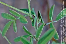 Image result for Indigastrum parviflorum