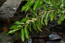 Image result for Putranjivaceae