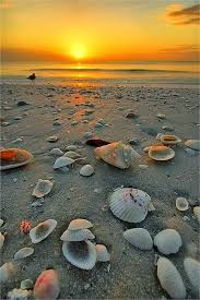 Beach Shells Marco Island Beach Beautiful Beaches Sea Shells