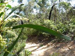 File Acacia Obtusifolia Leave 1 Jpg Wikimedia Commons
