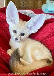 Are fennec foxes aloud in utah? Foxes For Sale
