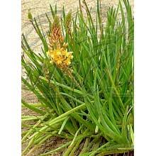 Image result for Raphionacme lanceolata