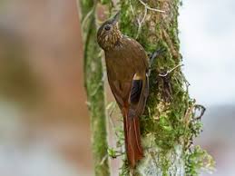 Image result for Triceratorhynchus viridiflorus