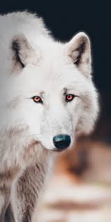 1080x2160 The White Wolf Portrait Wallpaper White Wolf Wolf Spirit Animal Wolf Dog