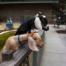Hungry Goats At The Laguna Honda Hospital Petting Zoo In San Francisco Zoo Animals Pets Zoo