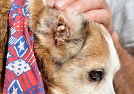 Image result for abscess dog's ear flap