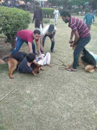 Maybe you would like to learn more about one of these? Video German Shepherd Attacks Young Boy In Lahore Park