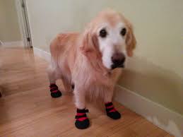 Benson Is Wearing Ultra Paws So He Has Better Traction On The Wood Floors Goldenretriever Http Www Alldogb Golden Retriever How To Wear