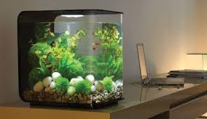 Produk berkualitas, banyak pilihan harga murah. Aquarium Cupang Unik Berikut Gambarnya Yang Cantik