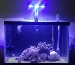 We did not find results for: What Do I Need To Do To Get Coralline Algae To Grow Like This Reef2reef Saltwater And Reef Aquarium Forum