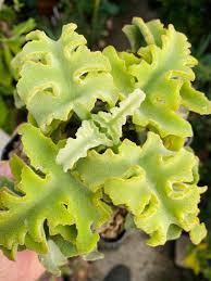 Image result for Entada chrysostachys