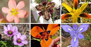 Image result for Moraea bella