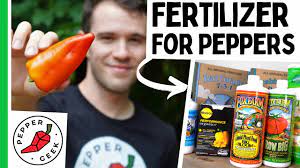 Also, organic fertilizer works best for such results. Fertilizer For Pepper Plants Easy Guide To Happy Peppers Pepper Geek
