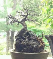 Bonsai Demak Serut Mame Share Bonsaimu Sebagai Inspirasi Seni Bonsai Facebook