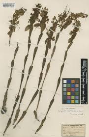 Image result for Satyrium carsonii