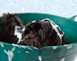 To bathe your puppy, start by filling a sink or tub with warm water so it's just deep enough to reach your puppy's elbows. Can I Use Baby Shampoo On My Dog Or Puppy Is It Safe