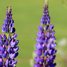 It is estimated that there are somewhere between 250,000 to 400,000 flowering species on the planet, though only around 230,000 of these have been described. 151 Types Of Flowers Images And Growing Tips Care Guide
