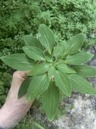 Image result for Alstroemeria pulchella
