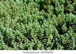 Image result for shrubby veronica hebe