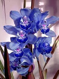 Blue Orquids Orchid Seeds Cymbidium Orchids Orchid Flower