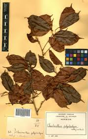 Image result for Cleistanthus polystachyus