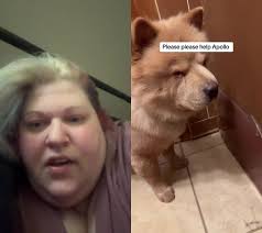 #duet with @Joanna #militarylife #militarylife #militarytiktok  #airforcewife #militarywife #f #fyourpage #fyp #foryoupage❤️❤️ #fypシ゚viral  #fy #foryoupage❤️❤️ #haveagoodday #fypシ゚viral #dogsoftiktok ...