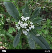 Image result for Spermacoce senensis