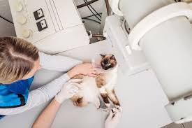 Cat #1 stop pooping because he was constipated. How Much Does A Cat X Ray Cost