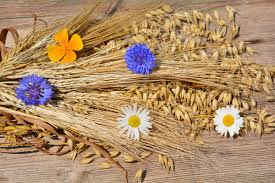 Zwyczaje święcenie ziół i kwiatów znaczenie wzięcie do nieba wraz z ciałem i duszą nmp: Zwyczaje Swieto Matki Bozej Zielnej