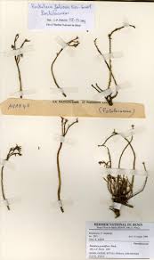 Image result for Portulaca foliosa