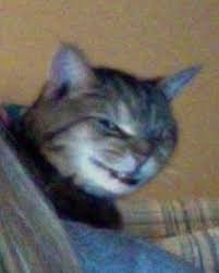 Signs Your Cat Is Going To Kill You 2 Cats Cat Catmemes Memes Memesdaily Catsofinstagram Funny Laugh Comedy Derpy Cats Funny Cat Faces Cute Cat Memes