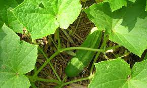 And even more for container grown cukes. Cucumber Spacing In The Home Garden Epic Gardening