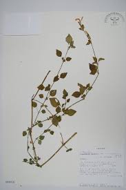 Image result for Asystasia hedbergii