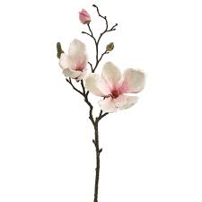 Magnolia Spray In Blush Pink Afloral Com Same Day Shipping Flower Drawing Magnolia Flower Magnolia Branch