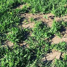 Choosing sand infill over a frame will also protect the grass from potential future problems when the ground is settled. Pin On Lawngreen