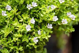 Image result for Bacopa monnieri