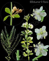 Image result for Kohautia cynanchica