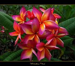 Flowers Photo Rare Flowers Rare Flowers Beautiful Flowers Plumeria Flowers