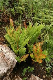 Image result for Blechnum tabulare