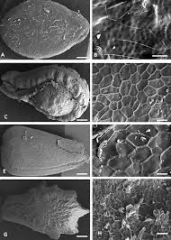 Image result for Bambekea racemosa