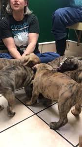 Neutering is a surgical procedure that renders your male dog or cat infertile. Healthy Pets Animal Hospital Home Facebook