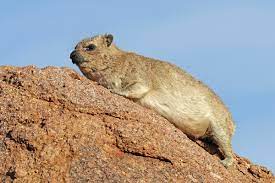 Although hares and coneys do not ruminate at all, they do usually reingest soft cecal pellets made of chewed plant material right after excretion for further bacterial. Hyrax Wikipedia